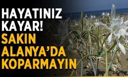 Cezası 220 bin TL! O çiçeği koparırsanız, hapı yuttunuz