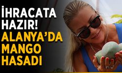 İhracata hazır! Alanya’da mango hasadı