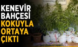 Kenevir bahçesi kokuyla ortaya çıktı