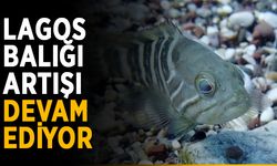 Lagos balığı artışı devam ediyor