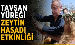Tavşan Yüreği zeytin hasadı etkinliği