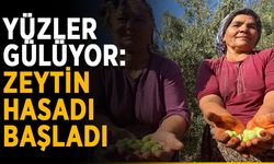 Yüzler gülüyor: Zeytin hasadı başladı