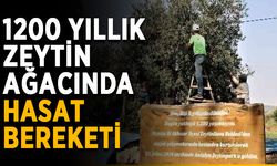 1200 yıllık zeytin ağacında hasat bereketi