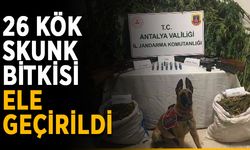 26 kök skunk bitkisi ele geçirildi