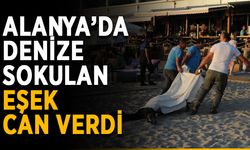 Alanya’da denize sokulan eşek can verdi