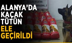 Alanya’da kaçak tütün ele geçirildi