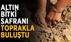 Altın bitki safranı toprakla buluştu