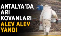 Antalya'da arı kovanları alev alev yandı
