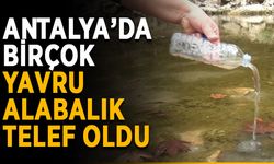 Antalya’da yavru alabalıklar telef oldu