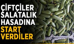 Çiftçiler salatalık hasadına start verdiler