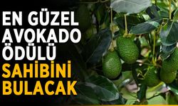 En güzel avokado ödülü sahibini bulacak