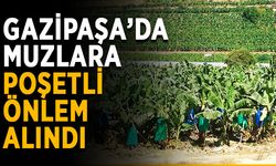Gazipaşa’da muzlara poşetli önlem alındı