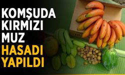 Komşuda kırmızı muz hasadı yapıldı