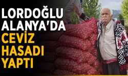 Lordoğlu, Alanya'da ceviz hasadı yaptı