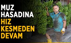 Muz hasadına hız kesmeden devam
