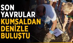 Son yavrular kumsaldan denizle buluştu