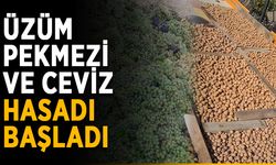 Üzüm pekmezi ve ceviz hasadı başladı