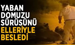 Yaban domuzu sürüsünü elleriyle besledi