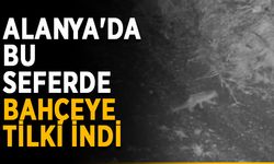Alanya'da bu seferde bahçeye tilki indi