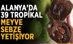 Alanya’da 39 tropikal meyve sebze yetişiyor