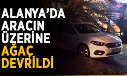 Alanya’da aracın üzerine ağaç devrildi