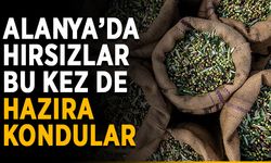 Alanya’da hırsızlar bu kez de hazıra kondular