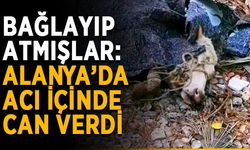 Bağlayıp atmışlar: Alanya’da acı içinde can verdi