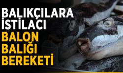 Balıkçılara istilacı balon balığı bereketi