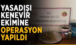 Jandarmadan yasadışı kenevir ekimine operasyon
