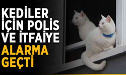 Kediler için polis ve itfaiye alarma geçti