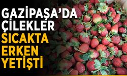 Kilosu 60 TL! Gazipaşa’da çilekler erken yetişti