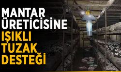 Mantar üreticisine ışıklı tuzak desteği