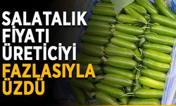 Salatalık fiyatı üreticiyi fazlasıyla üzdü