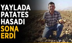Yaylada patates hasadı sona erdi