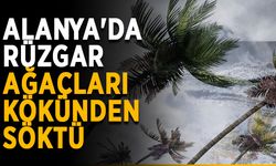 Alanya'da rüzgar ağaçları kökünden söktü