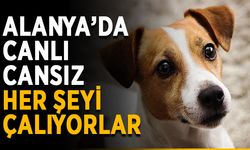 Alanya’da canlı cansız her şeyi çalıyorlar