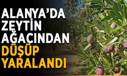 Alanya’da zeytin ağacından düşüp yaralandı