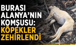 Burası Alanya’nın komşusu: Köpekler zehirlendi