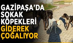 Gazipaşa'da sokak köpekleri giderek çoğalıyor
