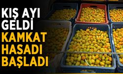 Kış ayı geldi, Kamkat hasadı başladı
