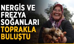 Nergis ve Frezya soğanları toprakla buluştu
