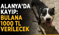 Alanya’da kayıp: Bulana 1000 TL verilecek
