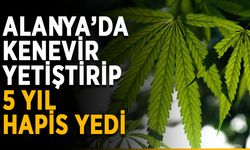 Alanya’da kenevir yetiştirip 5 yıl hapis yedi
