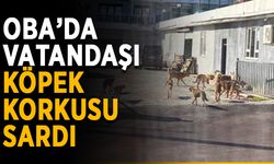 Bir zamanların Yeşil Oba’sı da köpeklere teslim