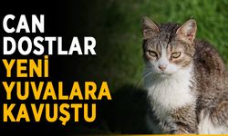 Can dostlar yeni yuvalara kavuştu