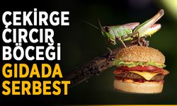 Çekirge, cırcır böceği gıdada serbest