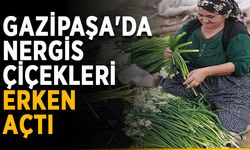 Gazipaşa'da nergis çiçekleri erken açtı