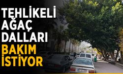 Tehlikeli ağaç dalları bakım istiyor