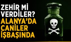 Zehir mi verdiler? Alanya’da caniler işbaşında