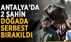 Antalya’da 2 şahin doğada serbest bırakıldı